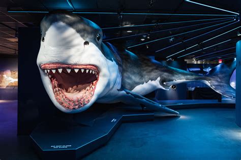 Exploring the Ancient History of Sharks through Enigmatic Dream Encounters