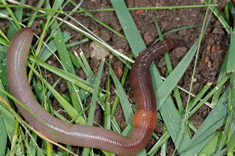 Exploring the Astonishing Variety of Enormous Earthworms