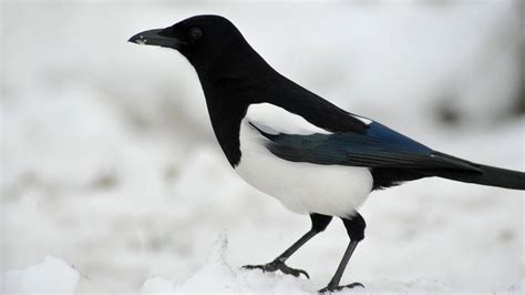 Exploring the Behavior and Characteristics of Magpies in Dreams