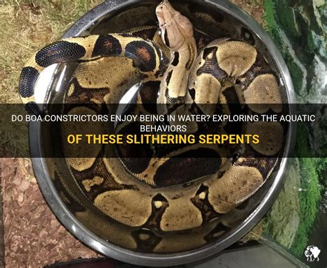 Exploring the Behavior of Serpents in aquatic reveries