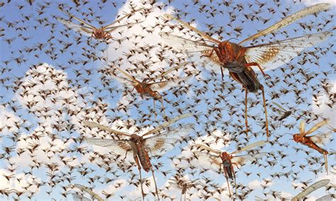 Exploring the Behavioral Aspects of Insect Swarms