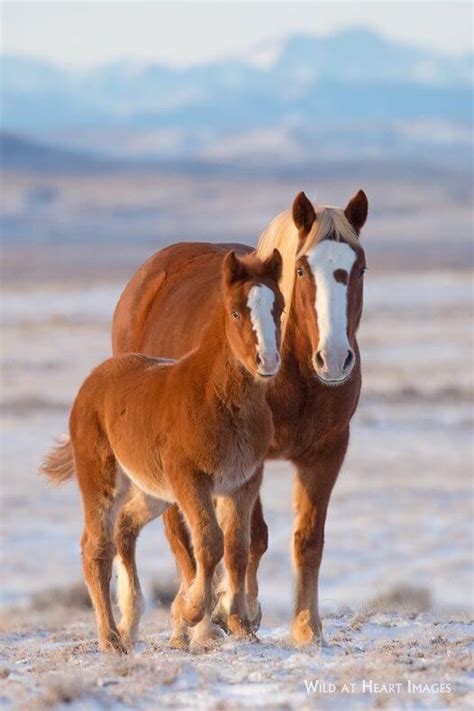 Exploring the Bond Between Equines and Fertility in Dreams