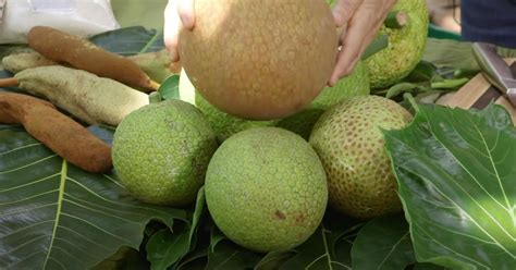 Exploring the Breadfruit: A Taste of Tropical Paradise