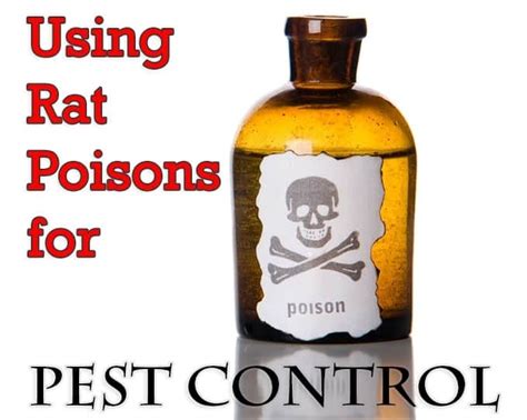 Exploring the Bright Side: Advantages of Rat Poison Dreams