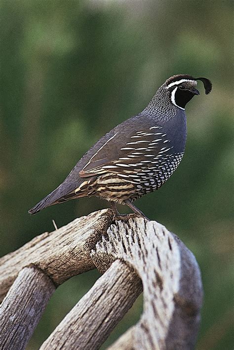 Exploring the Captivating Traits of Quail Birds