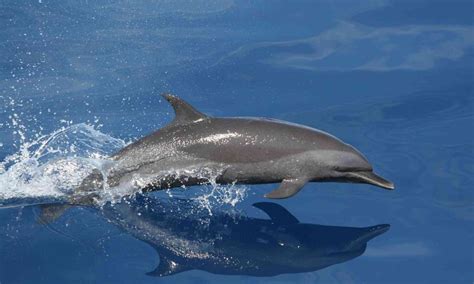 Exploring the Cognitively Advanced and Playful Nature of Dolphins and their Strong Social Bonds