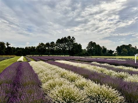 Exploring the Connection Between Dreaming of a Lavender Harvest Moon and Personal Metamorphosis