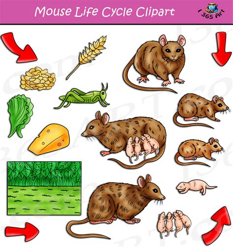 Exploring the Connection Between Mouse Fantasies and Personal Metamorphosis