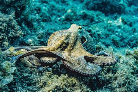 Exploring the Connection Between Octopuses and Fish in Dreams