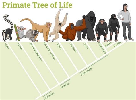 Exploring the Connection Between Primate Reveries and Personal Metamorphosis