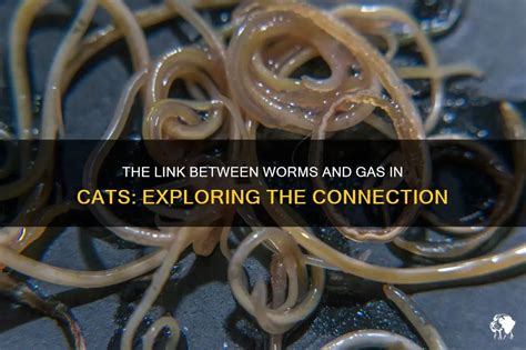 Exploring the Connection Between Worms and Transformation