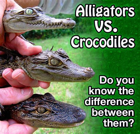 Exploring the Connection between Alligators and Emotional States