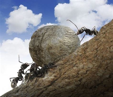 Exploring the Connection between Ants and Work Ethic in Dreams