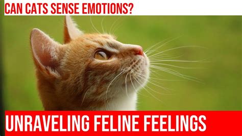 Exploring the Connection between Felines and Our Subconscious Mind