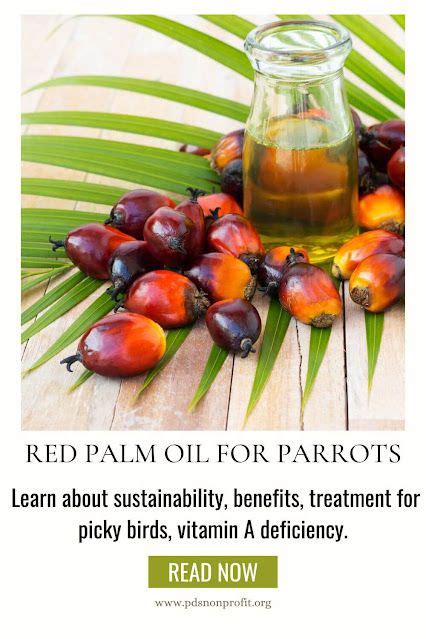 Exploring the Connection between Red Palm Oil and Heart Health