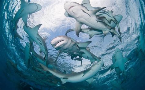 Exploring the Connection between Shark Dreams and Inner Conflicts