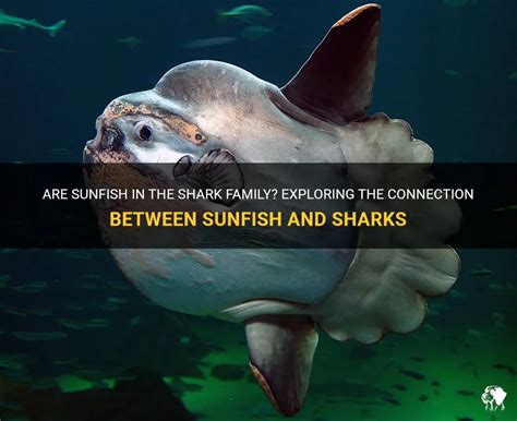 Exploring the Connection between Sharks and Power