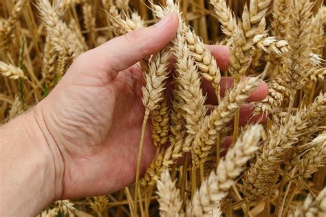 Exploring the Connection between Wheat and Harvest