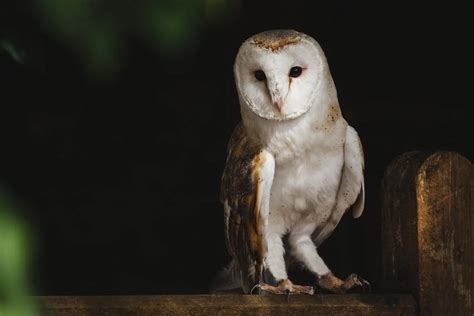 Exploring the Connection between White Owls and Wisdom