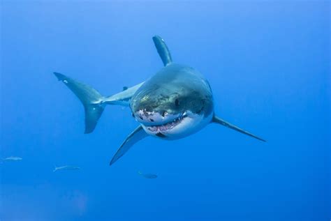 Exploring the Connections Between Shark Dreams and Personal Life Experiences