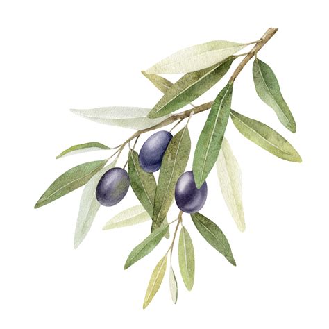 Exploring the Contemporary Significance of the Olive Branch Symbol across Various Industries and Movements