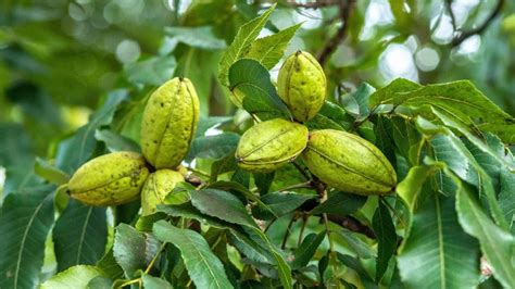 Exploring the Contribution of Pecan Trees to Folk Medicine