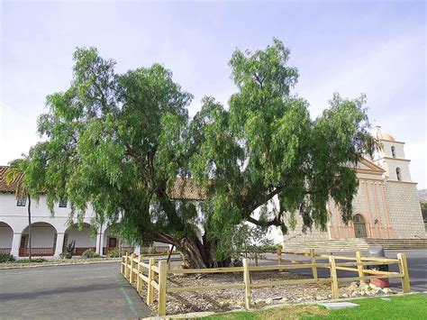 Exploring the Cultural Significance Linked to Pepper Trees