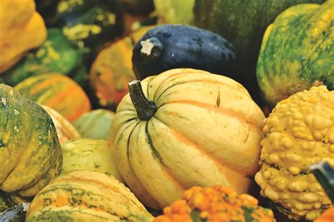 Exploring the Cultural Significance Surrounding Pumpkin Dreams