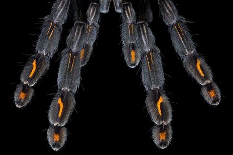 Exploring the Cultural Significance of Arachnid Reveries