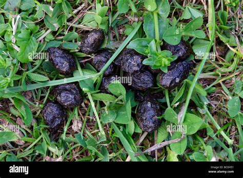 Exploring the Cultural Significance of Bunny Droppings