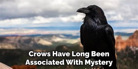 Exploring the Cultural Significance of Crows