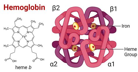 Exploring the Cultural Significance of Hemoglobin in Oneiric Visions