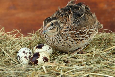 Exploring the Cultural Significance of Quail Eggs in Different Countries