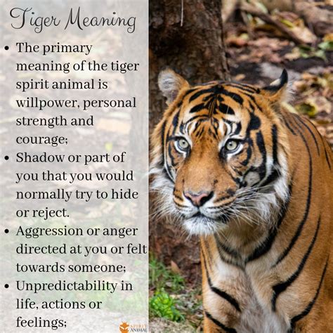 Exploring the Cultural Significance of Tigers in Various Societies