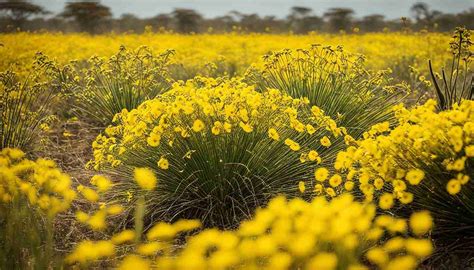 Exploring the Cultural Significance of Yellow Blooms