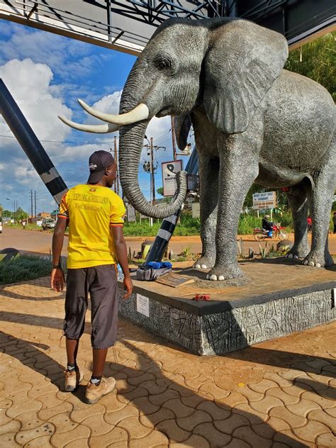 Exploring the Cultural Significance of the Majestic Ivory Creature in Various Traditions