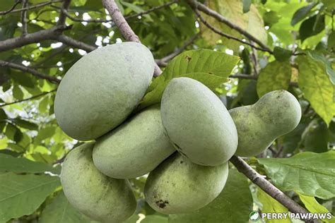 Exploring the Cultural Significance of the Pawpaw Fruit