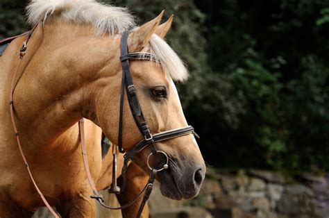 Exploring the Cultural Significance of the petite Equine in Diverse Societies