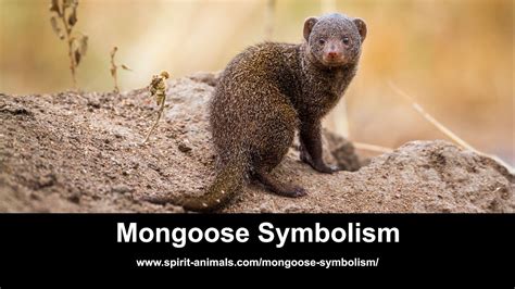 Exploring the Cultural and Historical Perspectives on Serpent and Mongoose Symbolism