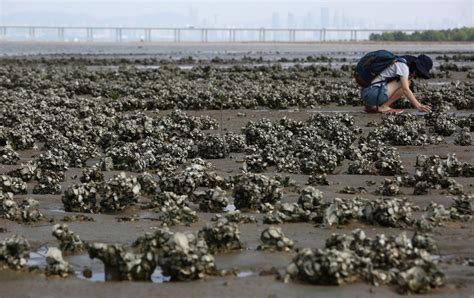 Exploring the Cultural and Historical Significance of Oysters