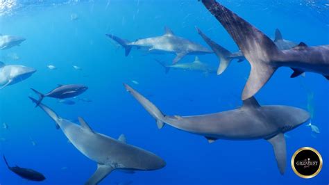 Exploring the Deep: Immersive Encounters with Sharks