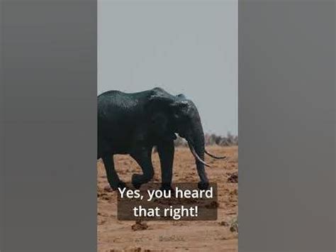 Exploring the Deep Connection between Humans and Juvenile Pachyderms