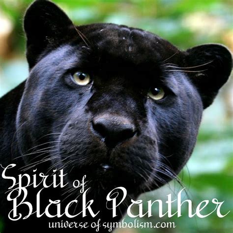 Exploring the Deep Symbolism Behind Enigmatic Panther Encounters