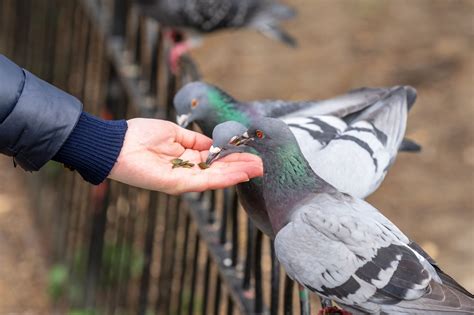 Exploring the Deeper Significance of Enigmatic Communications with Pigeons in Dreams