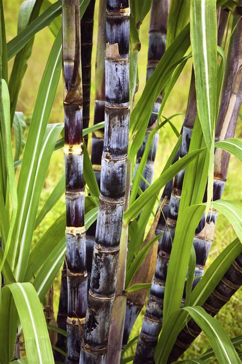 Exploring the Delectable Culinary Possibilities and Healthful Advantages of the Sugarcane Plant