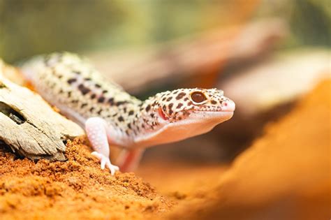 Exploring the Different Varieties of Domesticated Reptiles