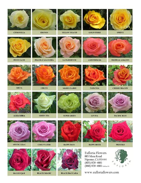 Exploring the Different Varieties of Enchanting Rose Species