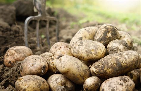 Exploring the Different Varieties of Newly Harvested Spuds