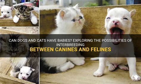 Exploring the Distinctions Between Felines and Canines