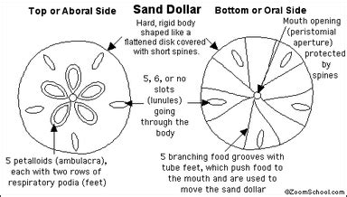 Exploring the Distinctive Characteristics and Anatomy of Sand Dollars